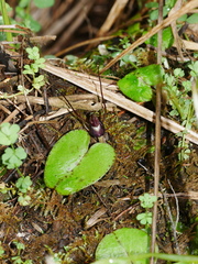 Corybas macranthus