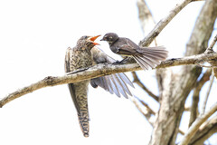 Cacomantis variolosus