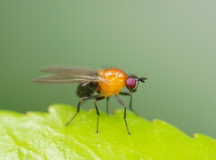 Sapromyza sciomyzina
