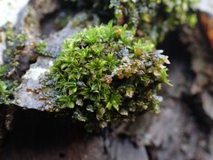 Syntrichia