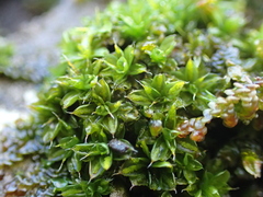 Syntrichia