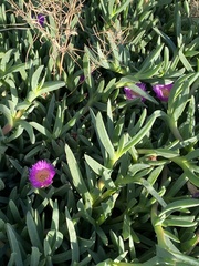 Carpobrotus chilensis