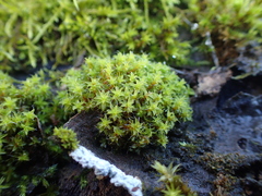 Syntrichia