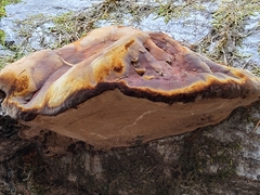 Ganoderma oregonense