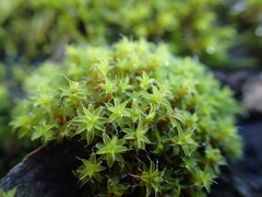 Syntrichia
