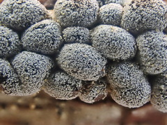 Polyschismium chailletii