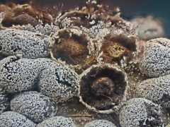 Polyschismium chailletii