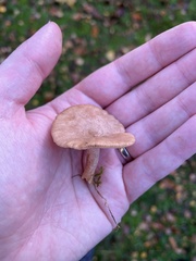 Lactarius glyciosmus