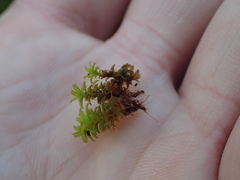Syntrichia