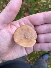 Lactarius glyciosmus