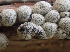 Polyschismium chailletii