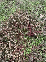 Portulaca