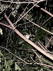 Otus bakkamoena