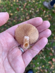 Lactarius glyciosmus