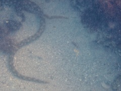 Myrichthys breviceps