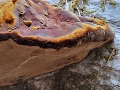 Ganoderma oregonense