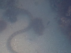 Myrichthys breviceps