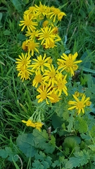 Senecio sylvaticus
