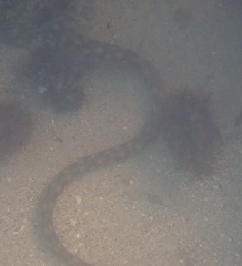 Myrichthys breviceps