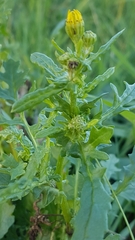 Senecio sylvaticus