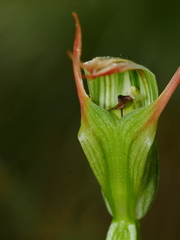 Pterostylis montana