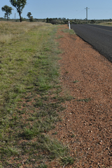 Eragrostis leptostachya