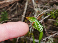 Pterostylis montana