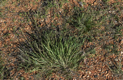Eragrostis leptostachya