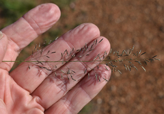 Eragrostis leptostachya