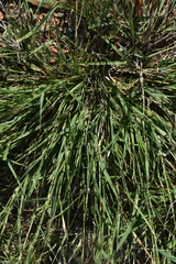 Eragrostis leptostachya