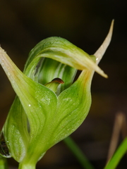 Pterostylis montana
