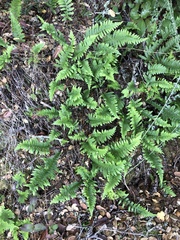 Polypodium calirhiza