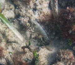 Sparisoma chrysopterum