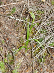 Pterostylis montana