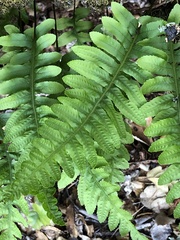 Polypodium calirhiza