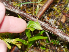 Pterostylis montana