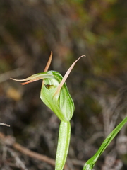 Pterostylis montana