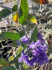 Caryopteris