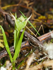 Pterostylis montana