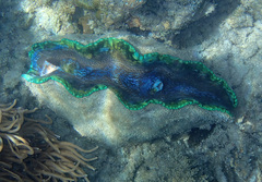 Tridacna derasa