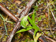 Pterostylis montana