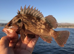 Sebastes auriculatus