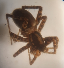 Pardosa agricola