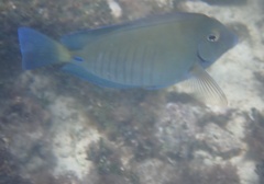 Acanthurus chirurgus