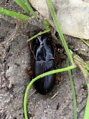 Harpalus