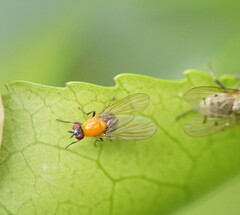 Sapromyza sciomyzina