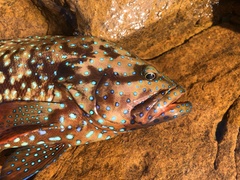 Cephalopholis cyanostigma