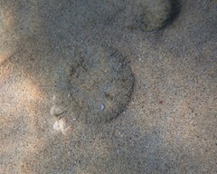 Actinostella flosculifera