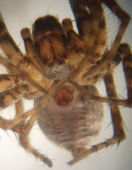 Pardosa agricola