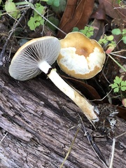 Leratiomyces squamosus